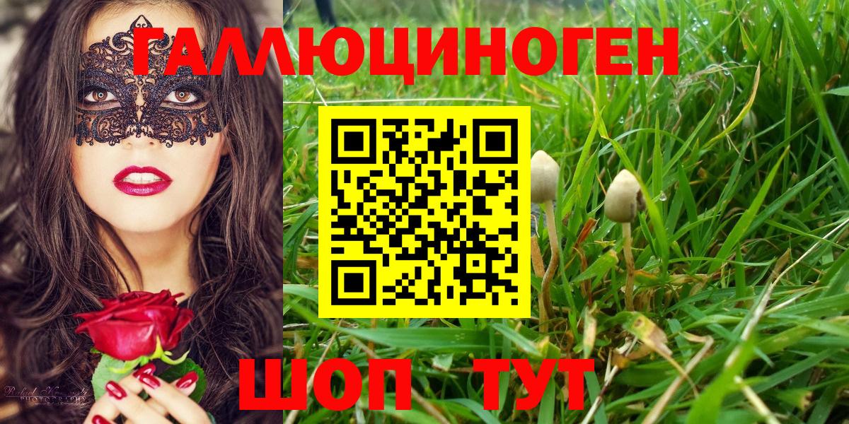 Благодарный  Псилоцибиновые грибы Psilocybe  купить   Псилоцибиновые грибы GOLDEN TEACHER  Вход с VPN 